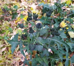 Sonchus oleraceus