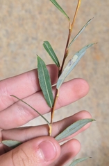 Salix vinogradovii