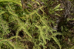Gleichenia dicarpa
