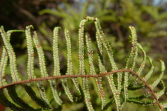 Gleichenia dicarpa