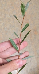 Salix vinogradovii