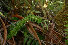 Phlegmariurus phyllanthus