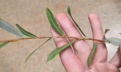 Salix vinogradovii