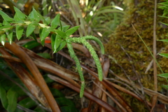 Phlegmariurus phyllanthus