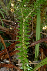 Phlegmariurus phyllanthus