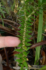 Phlegmariurus phyllanthus