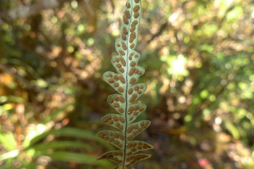 Ctenopterella blechnoides observed 2017-08-10