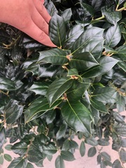 Ilex cornuta