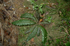 Blechnum opacum