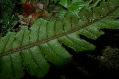 Blechnum opacum