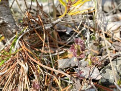 Euphrasia subarctica