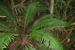 Blechnum oceanicum