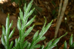 Selaginella firmuloides