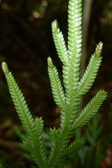 Selaginella firmuloides