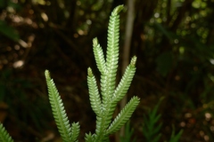 Selaginella firmuloides