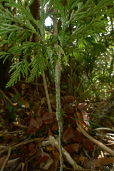 Selaginella firmuloides