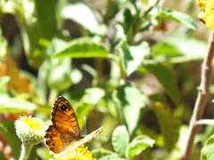 Lasiommata paramegaera