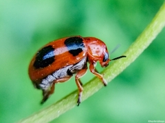 Ceratobasis koenigii