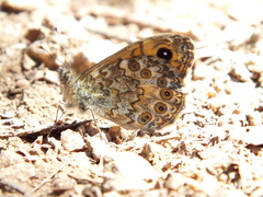 Lasiommata paramegaera