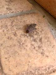 Halyomorpha halys