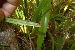 Selliguea lanceola