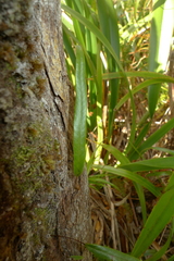 Selliguea lanceola