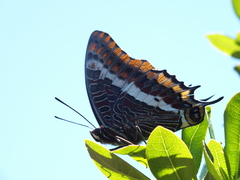 Charaxes jasius