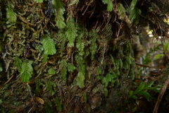 Hymenophyllum mnioides