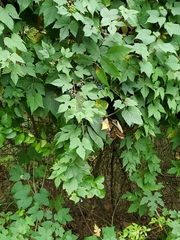 Ampelopsis glandulosa