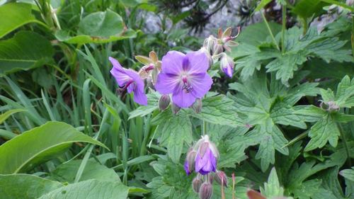 Geranium reinii, photograph 5