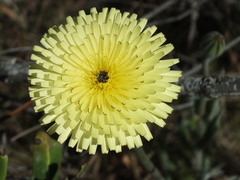Urospermum dalechampii