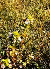 Euphrasia maximowiczii