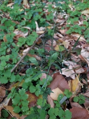Capsella bursa-pastoris