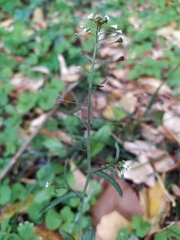Capsella bursa-pastoris