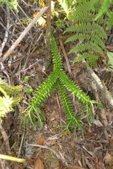 Phlegmariurus phyllanthus