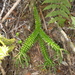 Daggerleaf Clubmoss - Photo (c) Leon Perrie, some rights reserved (CC BY-NC), uploaded by Leon Perrie