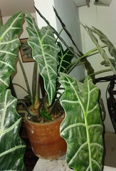 Alocasia amazonica
