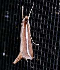 Carectocultus perstrialis