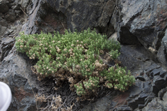 Ericameria cuneata cuneata
