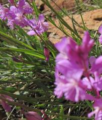 Polygala anatolica