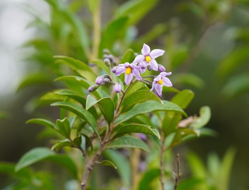 Solanum storkii