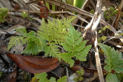 Davallia repens