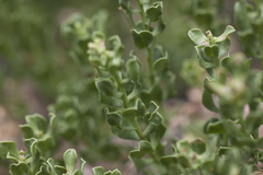 Ericameria cuneata cuneata