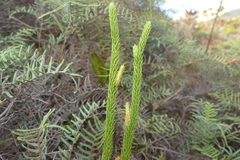 Lateristachys lateralis