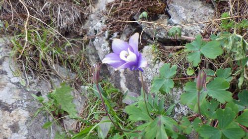 Aquilegia flabellata, photograph 4