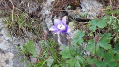 Aquilegia flabellata pumila