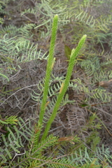 Lateristachys lateralis