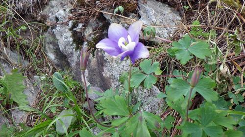 Aquilegia flabellata, photograph 5