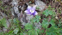 Aquilegia flabellata pumila