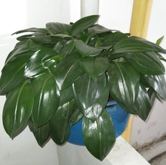 Urceolina subedentata